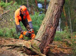 How Our Tree Care Process Works  in  Charter Oak, CA