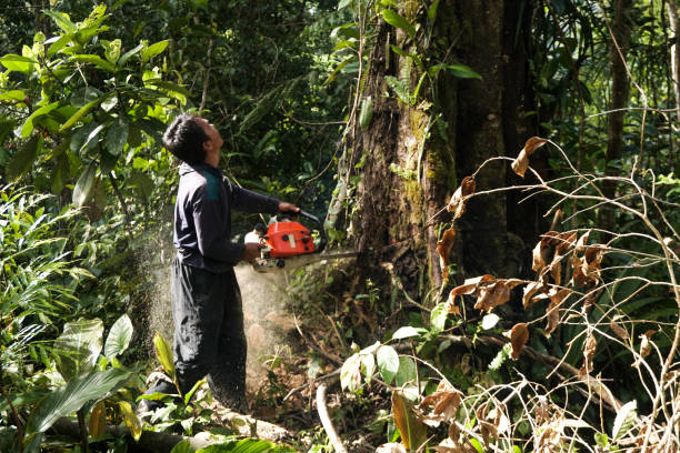 Best Tree Disease Treatment  in Charter Oak, CA