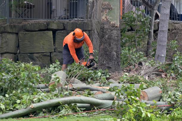 Charter Oak, CA Tree Removal Company